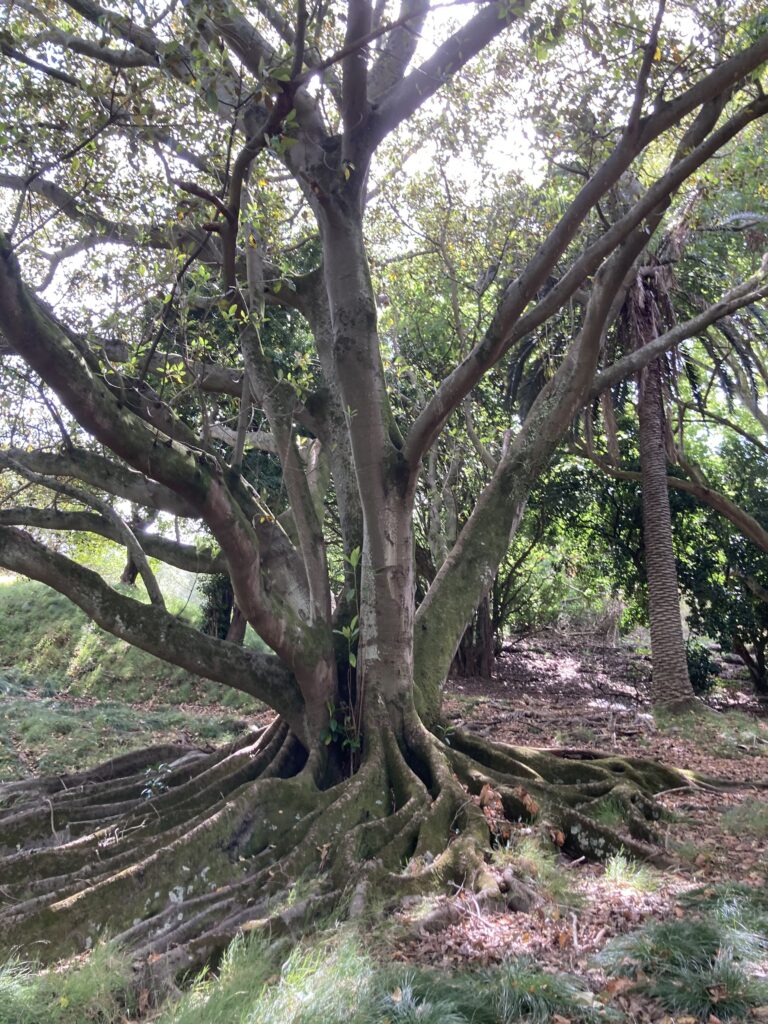 A portrait-style photo of a very old tree with an extensive root system. It could be a gum tree.