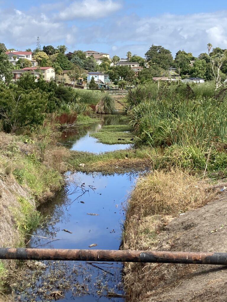 A view from a bridge across a small creek with wetland plants. There are houses in the background.
