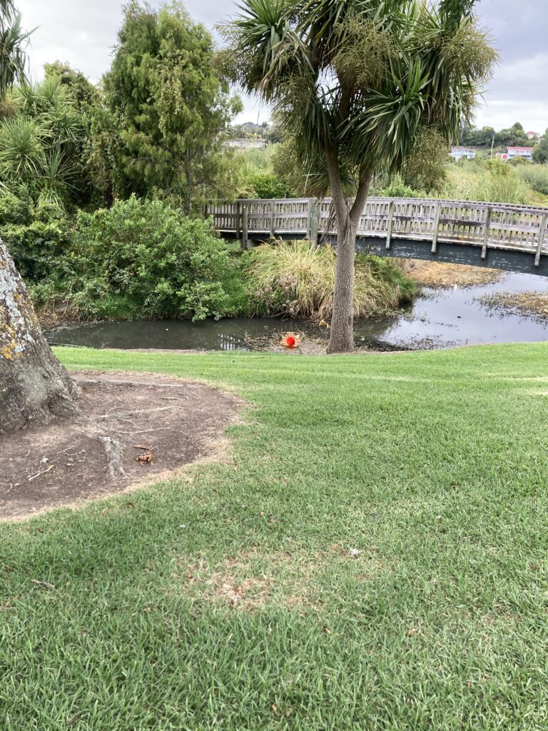 A picture of a narrow arched bridge over a small creek. There is a cabbage tree and grass in the foreground.