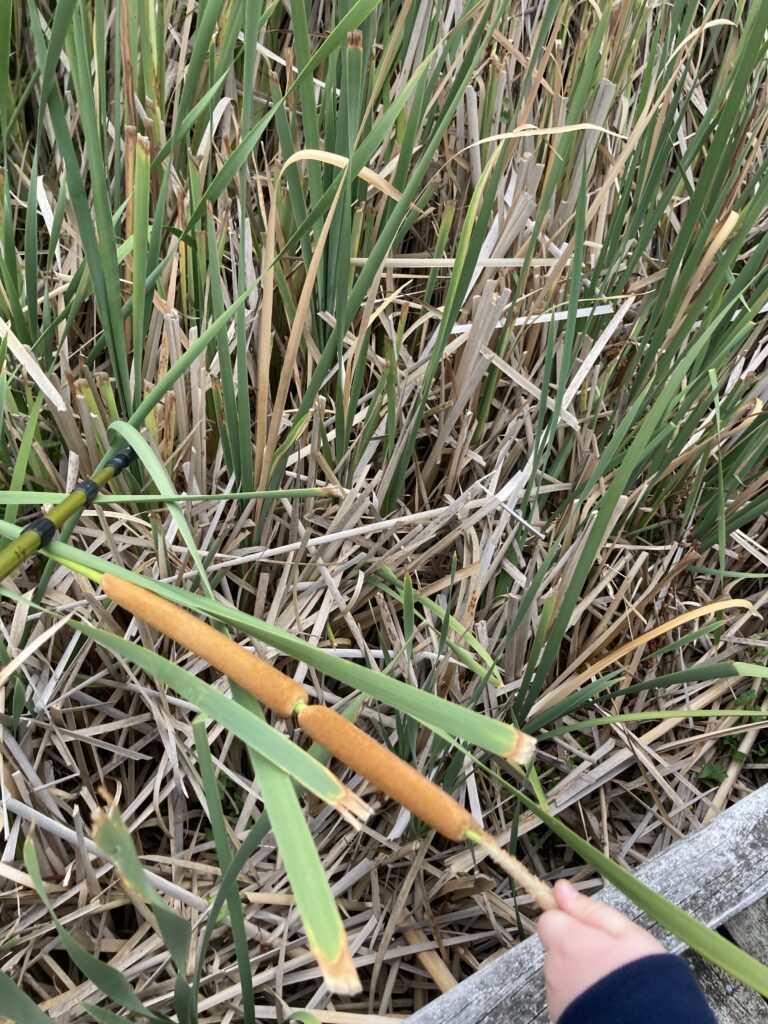 A close up of cattails or Typha spp. 